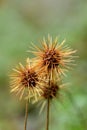 Scarlet Piripiri Acaena microphylla spiky seed heads in New Zealand Royalty Free Stock Photo